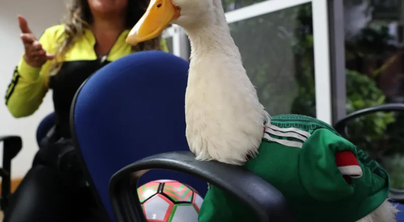 Duck off: World Cup hero Merlín barred from Mexico game due to Fifa’s animal ban
