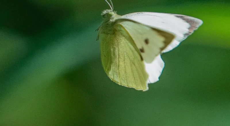 Country diary: Butterflies at the tennis? Now that’s what I call a winner | Lev Parikian
