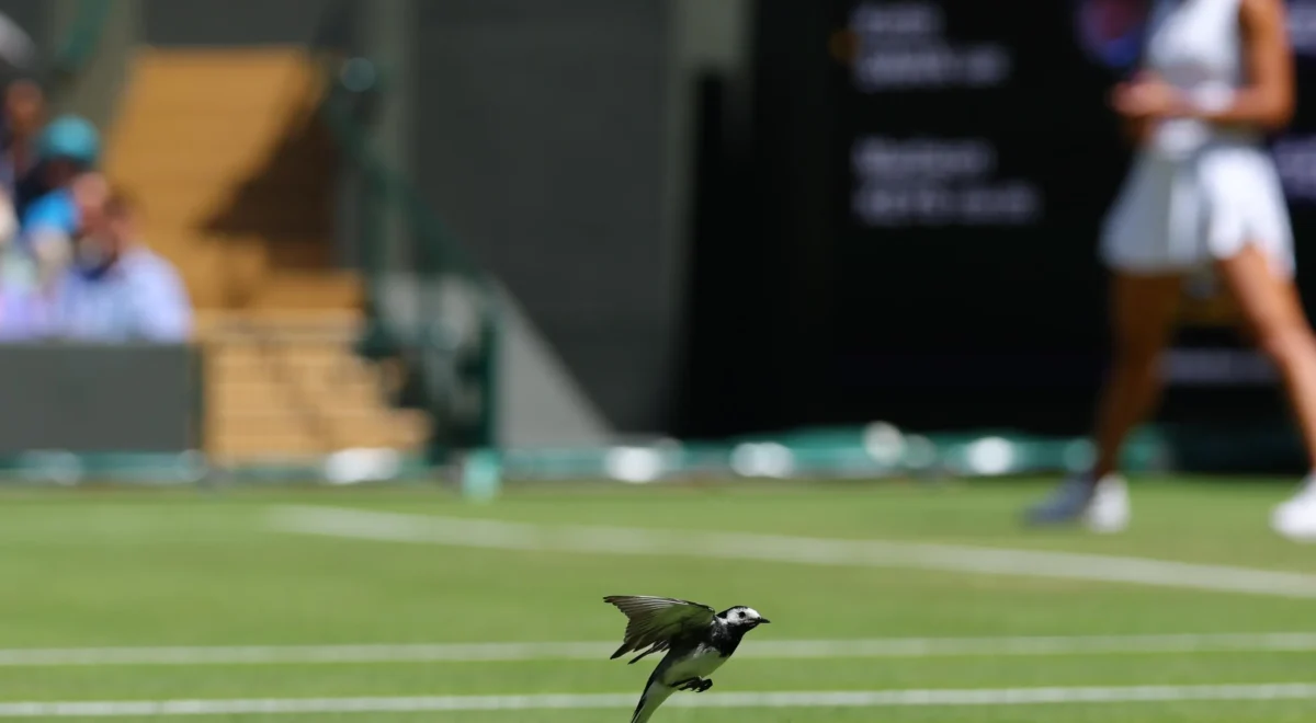 3631.jpg Wimbledon diary: tech bunkers, birds stop play and safe serve records